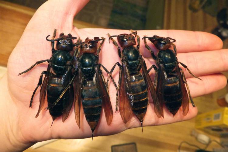 Крупное осообразное насекомое с длинным телом: фото и название