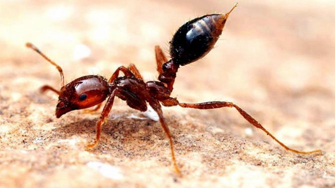 Крупное осообразное насекомое с длинным телом: фото и название