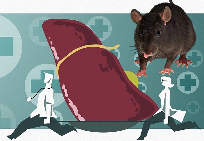 Чем мыши опасны для человека, какими заболеваниями страдают, первая помощь при укусе