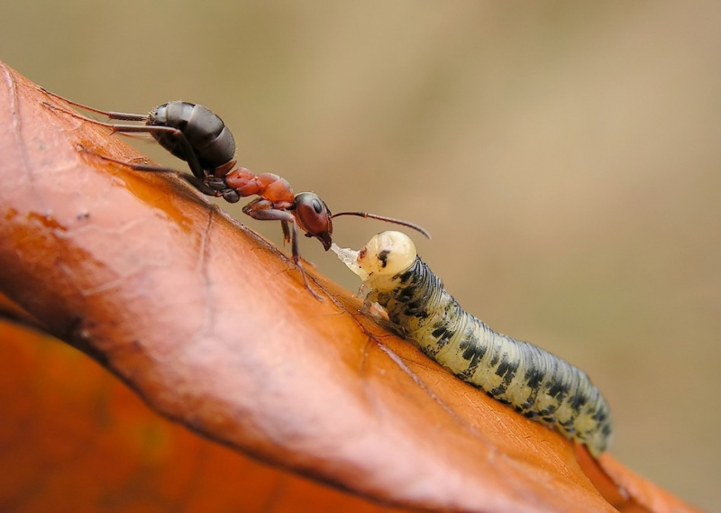 Черный муравей-плотник (Camponotus vagus): вредитель?