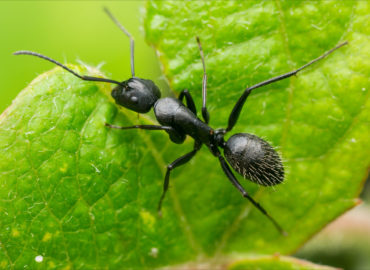 Черный муравей-плотник (Camponotus vagus): вредитель?