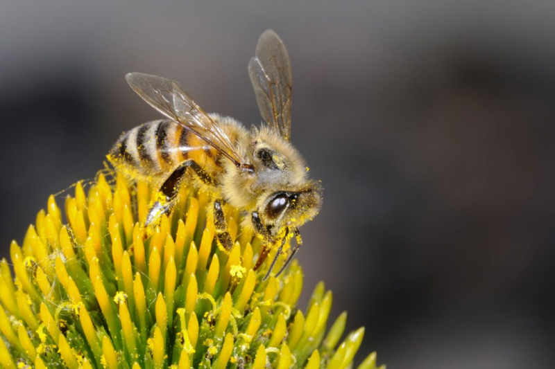 Что будет, если пчелы исчезнут: последствия для человечества
