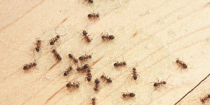 Цифокс от клещей, клопов и других насекомых - инструкция по применению, как разводить