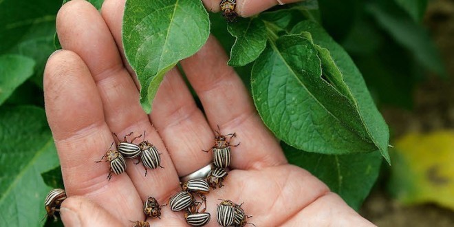 Горчица колорадского жука: рецепты средства