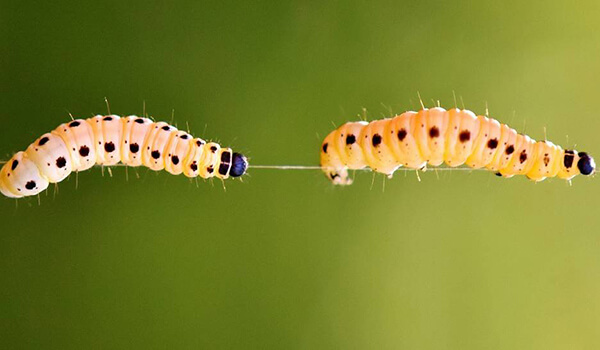 Гусеница - личинка бабочки, этапы ее развития и пищевые привычки