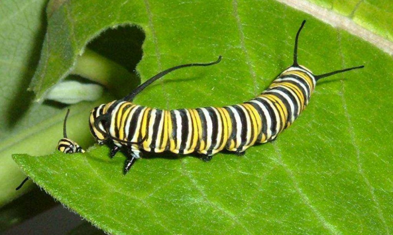Гусеница - личинка бабочки, этапы ее развития и пищевые привычки