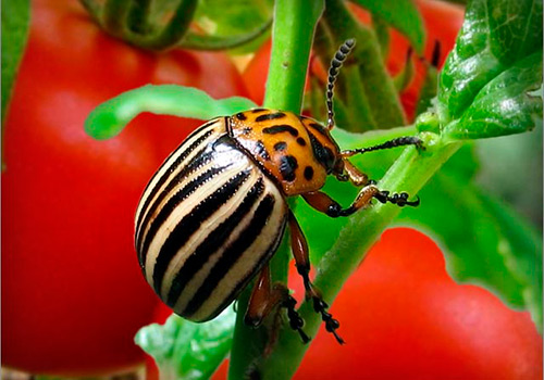 Табу инсектицид от колорадского жука: инструкция по применению