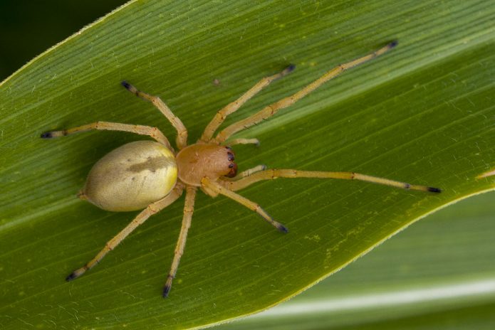 Ядовитые пауки России: фото и названия самых опасных представителей