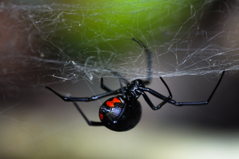 Ядовитые пауки России: фото и названия самых опасных представителей