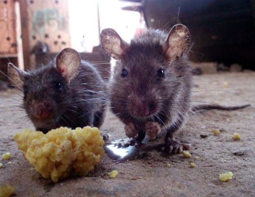 Как лечить мышей в курятнике, чтобы полностью от них избавиться