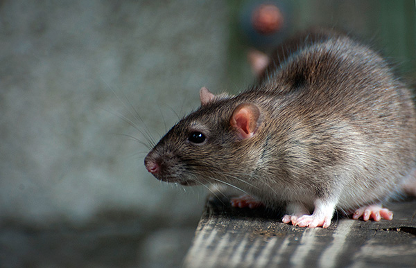 Как лечить мышей в курятнике, чтобы полностью от них избавиться