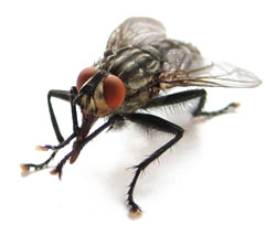 Как избавиться от мух в квартире и доме?