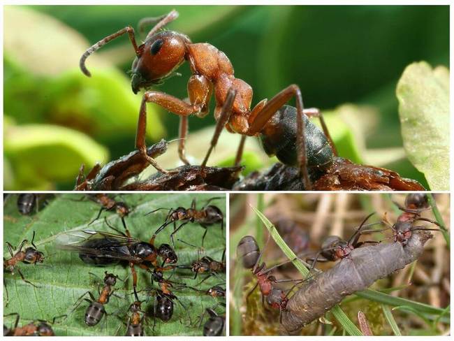 Как избавиться от муравьев на деревьях народными средствами