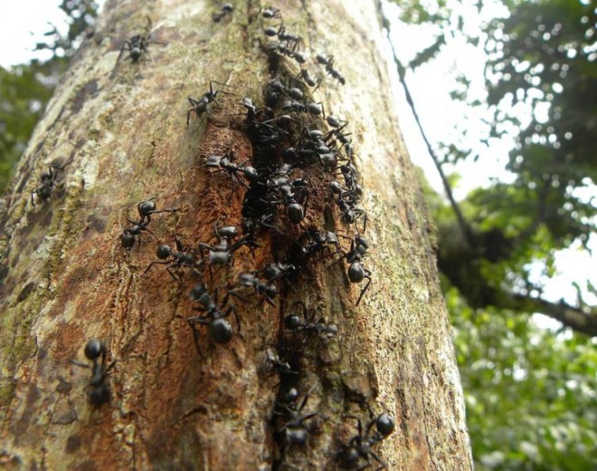 Как избавиться от муравьев на деревьях народными средствами