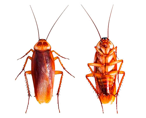 Как навсегда избавиться от тараканов в квартире в домашних условиях?