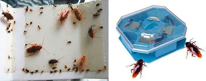 Как навсегда избавиться от тараканов в квартире в домашних условиях?