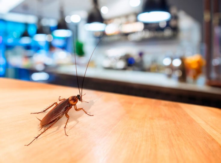 Как травить тараканов борной кислотой, рецепты средств уничтожения