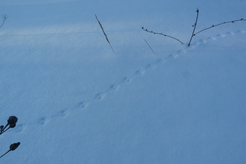Как выглядят следы крыс, мышей и других животных на снегу