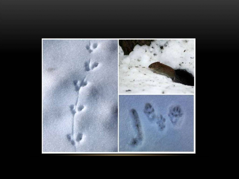 Как выглядят следы крыс, мышей и других животных на снегу