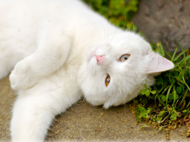 Как вывести блох у кошки и котенка в домашних условиях народными средствами: использовать дегтярное мыло, чистотел и другие методы