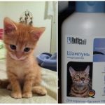 Как вывести блох у кошки и котенка в домашних условиях народными средствами: использовать дегтярное мыло, чистотел и другие методы