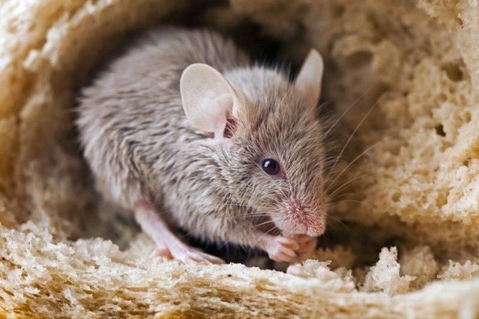 Какой запах пугает мышей в доме (квартире)