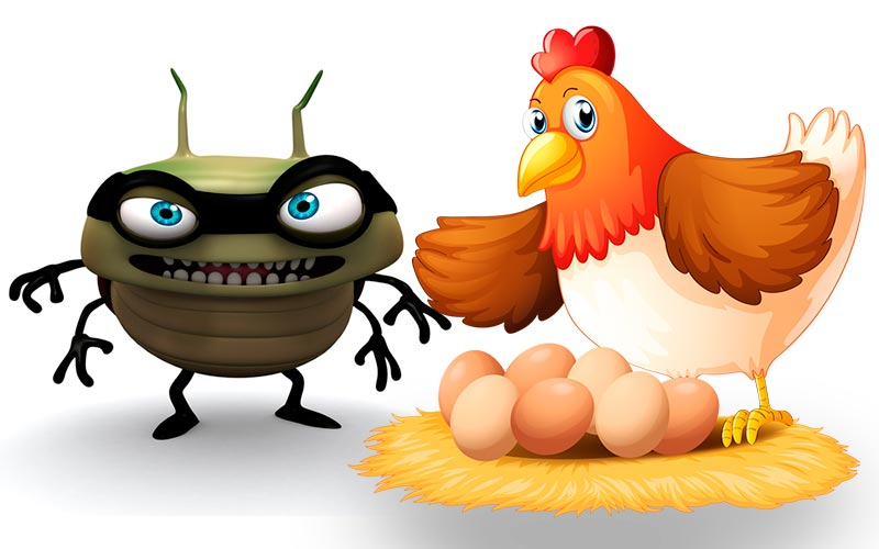 Куриные насекомые: как избавить птиц от паразитов?