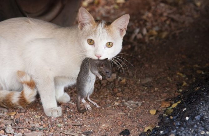 Пегий кот: кто лучше всех ловит крыс и мышей