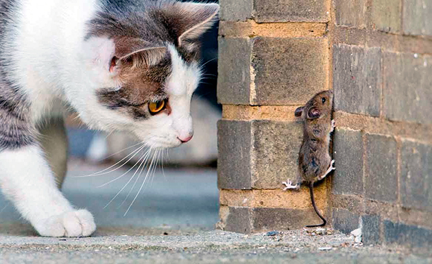Пегий кот: кто лучше всех ловит крыс и мышей