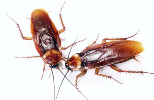 Куда пропали тараканы: почему пропали из квартир и крупных городов, описание причин
