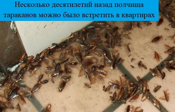 Куда пропали тараканы: почему пропали из квартир и крупных городов, описание причин