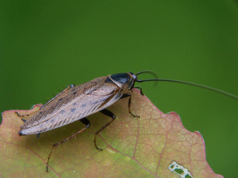 Летающие тараканы - правда или миф: у них есть крылья, они умеют летать