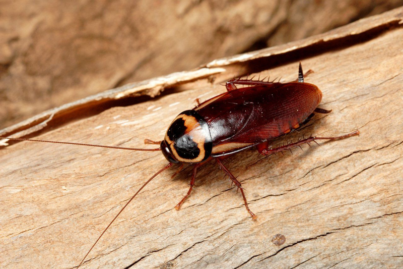 Летающие тараканы - правда или миф: у них есть крылья, они умеют летать
