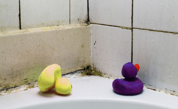Мокрицы в ванной: как от них избавиться?