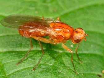 Морковная муха - как с ней бороться (препараты, народные средства)