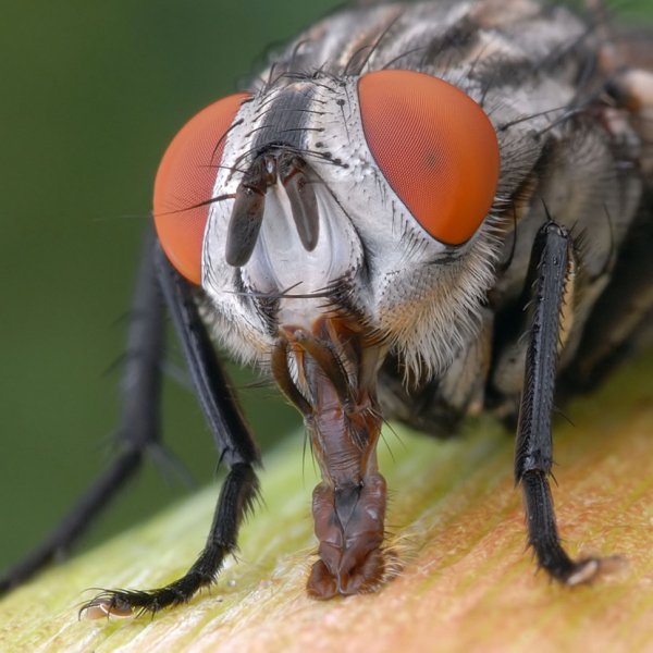 Муха: описание, вид, жизненный цикл, где обитают насекомые и чем питаются