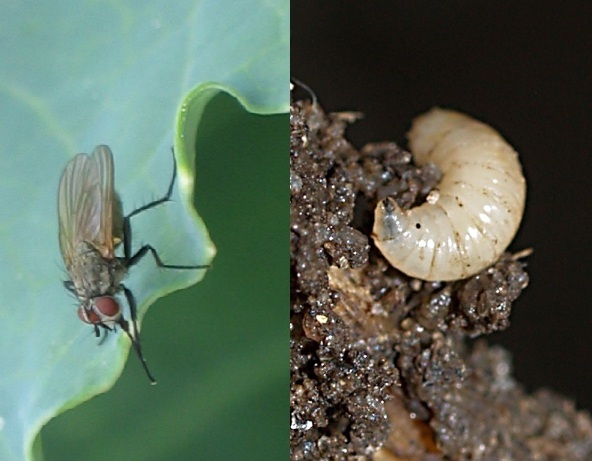 Муха: описание, вид, жизненный цикл, где обитают насекомые и чем питаются