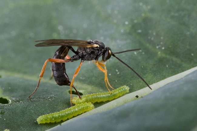 Об осе-осе: опасны для человека осы-паразиты с длинным хвостом