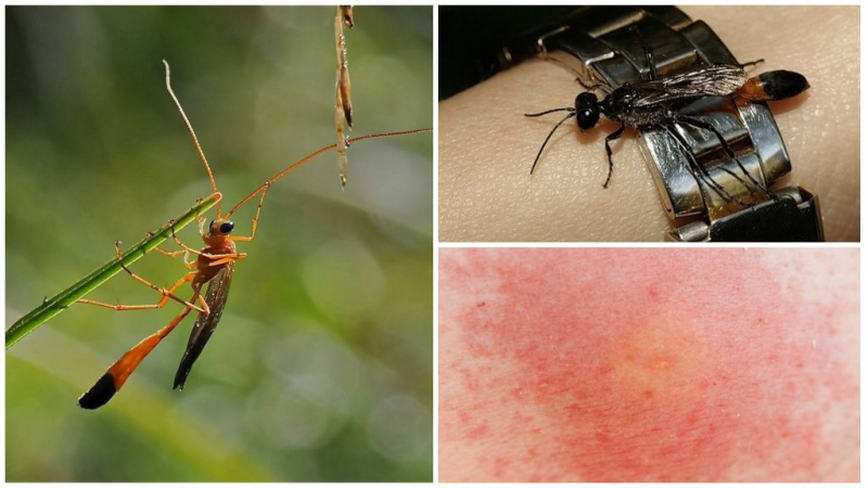 Об осе-осе: опасны для человека осы-паразиты с длинным хвостом