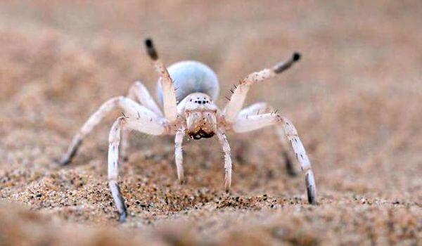 Паук каракурт: фото и описание, как выглядит белый паук, где он обитает в России
