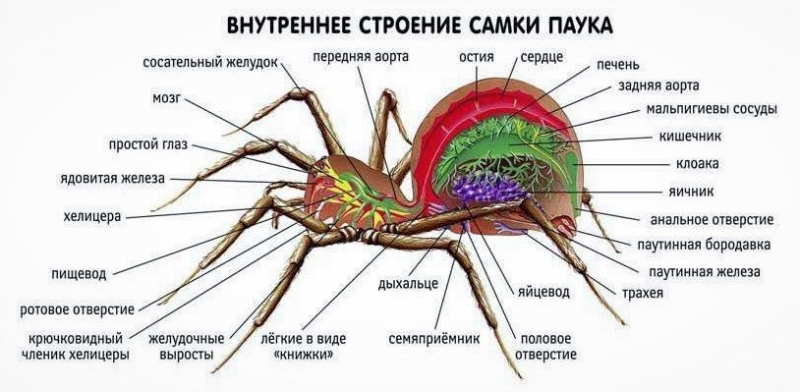 Паук каракурт: фото и описание, как выглядит белый паук, где он обитает в России