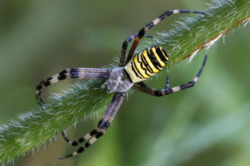 Паук-оса или Аргиопа Брунних - желто-черный полосатый паук