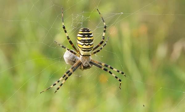 Паук-оса или Аргиопа Брунних - желто-черный полосатый паук