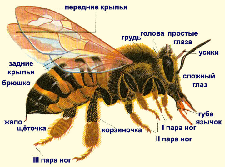 Пчела - животное или насекомое?