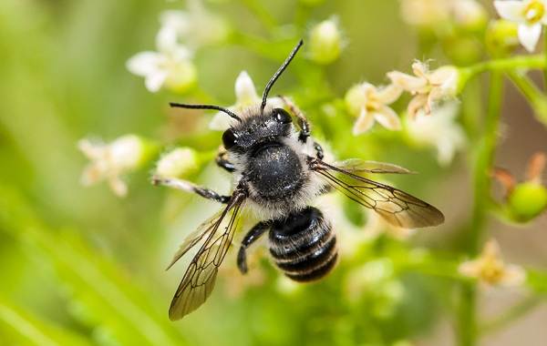 Пчела - животное или насекомое?