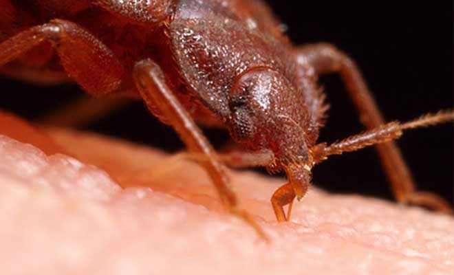 Почему насекомые кусают не всех людей: миф или реальность, кого кусают