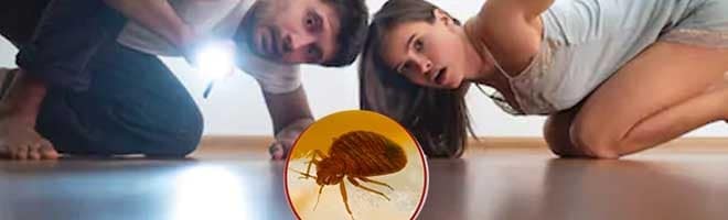 Почему насекомые кусают не всех людей: миф или реальность, кого кусают