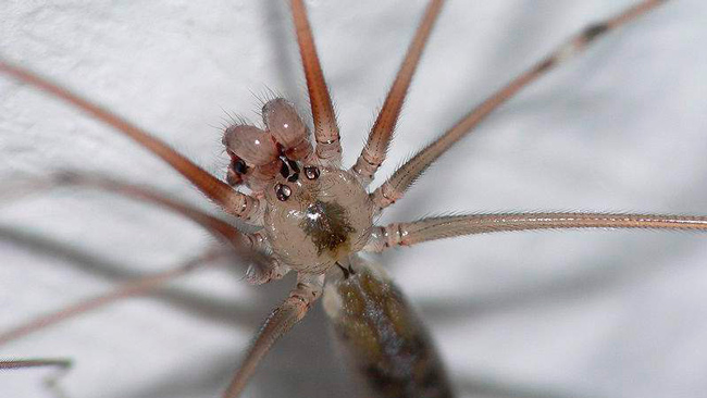 Почему в квартире появляются пауки: домашние пауки опасны для человека