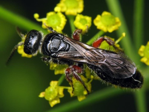Укусы осы полезны или, наоборот, вредны для здоровья человека?