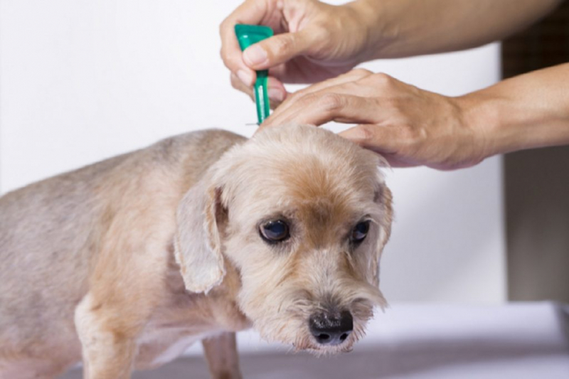 Прививка от блох для собаки: польза и вред от вакцинации